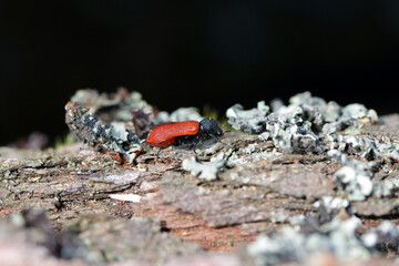 Capuchin beetle (latin name: Bostrichus capucinus - Bostrychidae) - insect sitting on oak wood.  It is a technical pest of wood.