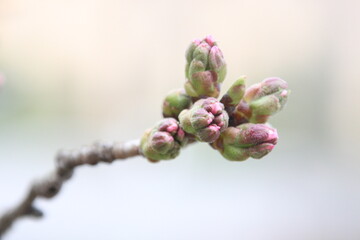 桜の花のつぼみ