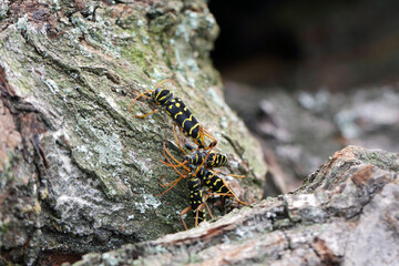 Closeup Longhorn Beetle - Plagionotus arcuatus. Female lays eggs in the oak bark.