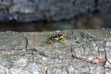 Closeup Longhorn Beetle - Plagionotus arcuatus. Female lays eggs in the oak bark.