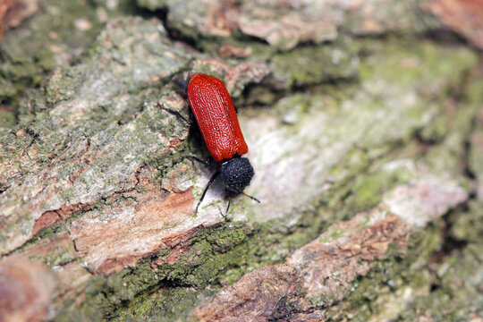 Capuchin beetle (latin name: Bostrichus capucinus - Bostrychidae) - insect sitting on oak wood.  It is a technical pest of wood.