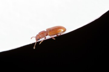 foreign grain beetle Ahasverus advena