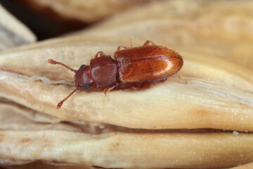 foreign grain beetle Ahasverus advena
