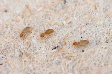 Psocids of the genus Liposcelis - Psocoptera - booklice, barklice or barkflies, a well known as pests of stored products. Insects on paper at high magnification.