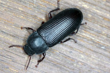 Mealworm beetle Tenebrio molitor, a species of darkling beetle pest of grain and grain products as well as home products
