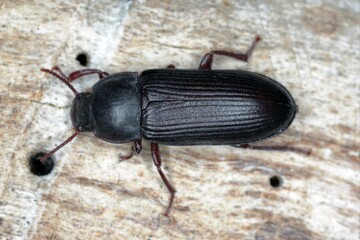 Mealworm beetle Tenebrio molitor, a species of darkling beetle pest of grain and grain products as well as home products