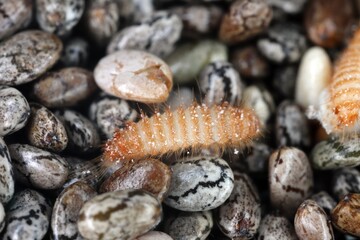 Khapra beetle (Trogoderma granarium) on chia seeds. Dermestidae family pest of stored grain.