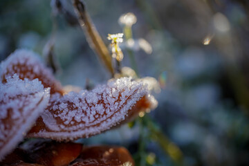 toadstool with frost on a tree