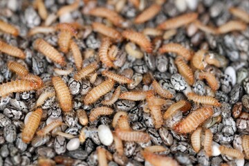 Khapra beetle (Trogoderma granarium) on chia seeds. Dermestidae family pest of stored grain.