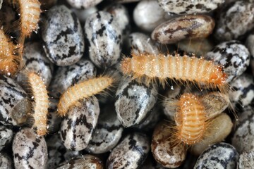 Khapra beetle (Trogoderma granarium) on chia seeds. Dermestidae family pest of stored grain.