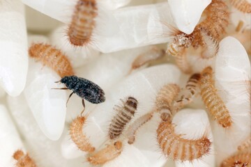 larvae of Khapra beetle (Trogoderma granarium) on rice grains. Dermestidae family pest of stored grain.