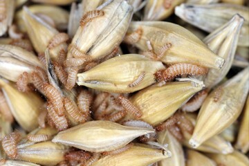 Naklejka premium Khapra beetle (Trogoderma granarium) on barley grains. Dermestidae family pest of stored grain.
