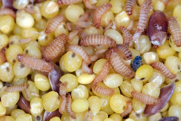 Khapra beetle (Trogoderma granarium) on groats. Dermestidae family pest of stored grain.