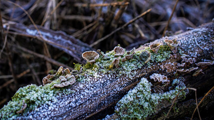 Toadstool in the swamp