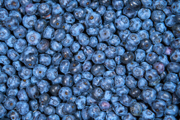 Background from Blueberry. completely closed blueberry for screensaver. Blue berries. Natural. High quality photo