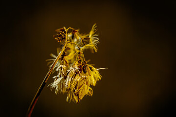 golden ears of wheat on black background with bokeh