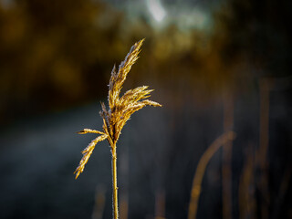golden ears of wheat with bokeh