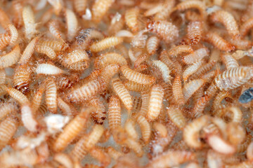 larvae of Khapra beetle (Trogoderma granarium) Dermestidae family pest of stored grain.