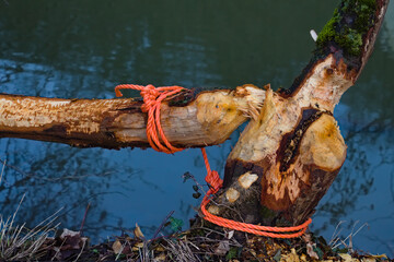 Ropes securing tree trunk after damage done by a beaver near a river © Robert Knapp