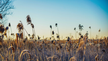 frozen reeds in the morning