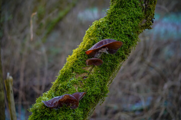 moss and mushrooms on the tree