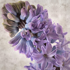 stylish textured square old paper background with Hyacinth flowering spike 