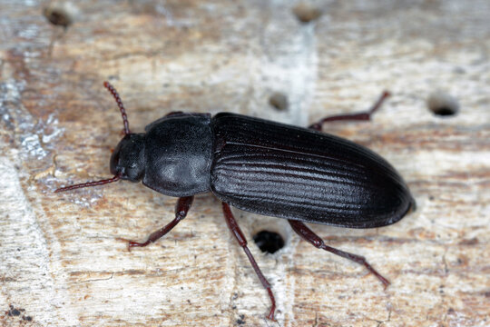 Mealworm beetle Tenebrio molitor, a species of darkling beetle pest of grain and grain products as well as home products