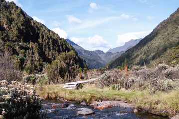 Scenic view of the wooden footpath at Bujuku Valley in the Rwenzori Mountains, Uganda