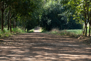 Fototapeta na wymiar Soil road in rural areas on both sides of the road is full of trees.