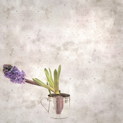 square stylish old textured paper background with flowering Hyacinth