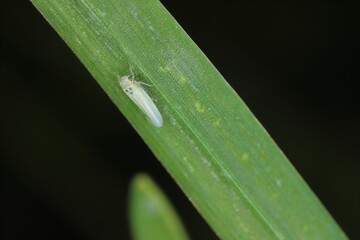 Maize leafhopper (Zyginidia scutellaris) pest of corn crop. Insect on winter cereal.