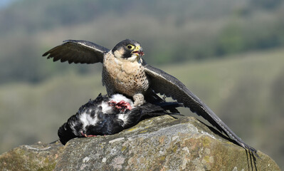 Peregrine Falcon Falco peregrinus manteling its prey