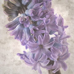 stylish textured square old paper background with Hyacinth flowering spike 