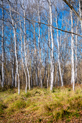 Naturaleza en el parque de la mitjana en lleida durante invierno
