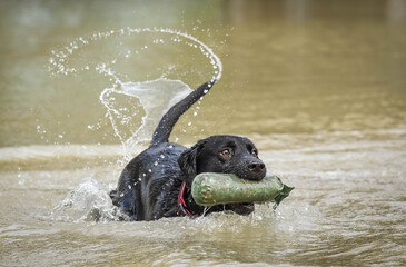 Black labrador returning dummy in water with wagging tail