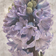 stylish textured square old paper background with Hyacinth flowering spike 
