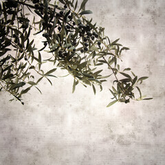stylish textured old paper background with olive tree branches 