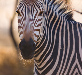 Obraz na płótnie Canvas CEBRA DE MONTAÑA (Equus zebra), Fauna de África