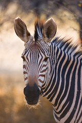 Naklejka premium CEBRA DE MONTAÑA (Equus zebra), Fauna de África