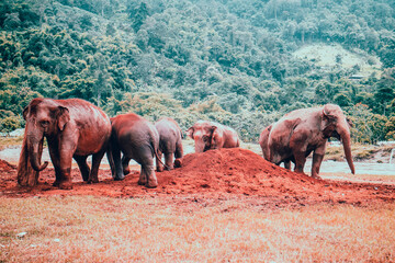 Fototapeta na wymiar familia de elefantes en la tierra marron con el bosque verde de fondo safari tailandia africa kenia