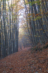 Forest path covered in autumn leaves in the Romanian countryside