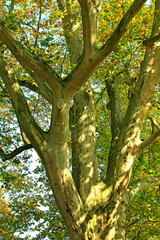 Zarzecze Jarosław Jesień