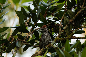 Choca-listrada (Thamnophilus palliatus)