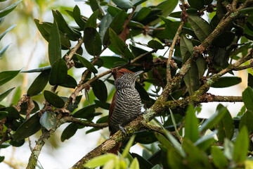 Choca-listrada (Thamnophilus palliatus)