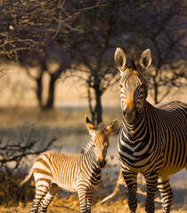 CEBRA DE MONTAÑA (Equus zebra), Fauna de África