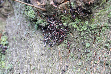 A colony of lime seed bug hibernating on lime tree