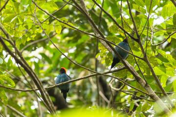 Tangar&aacute; (Chiroxiphia caudata)