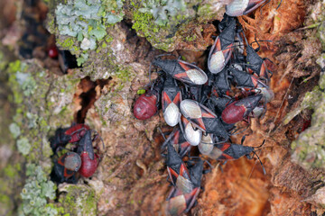 A colony of lime seed bug hibernating on lime tree