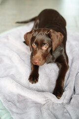 S&uuml;&szlig;er brauner Labrador Welpe liegt in der Wonung auf einer Decke