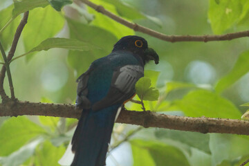 Sucuru&aacute; grande de barriga amarela (Trogon viridis)